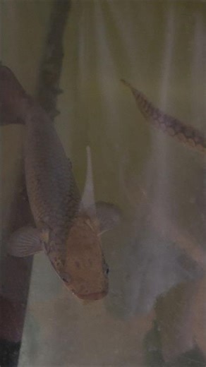 UPDATE On One Of The Most Exotic Fish!