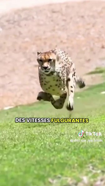Les 3 animaux les plus rapides du monde