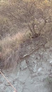 Black Partridge Call early morning Kallar Kahar Salt Range | Bader Munir