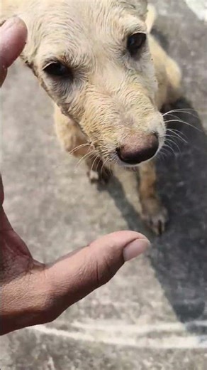 Healing the Newest Member: First Bath & Care 🐶Puppy🩹 #AZFarms #RescuePuppy