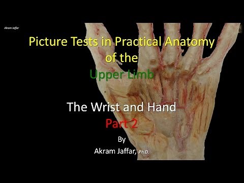 Picture Test in upper limb Anatomy Wrist and Hand 2