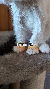 13K views · 7.4K reactions | Meet Lewis the service cat in training!  #serviceanimal #servicecat #migrainealert #cattraining #kitten #kittentraining #cats #catoftheday #whitecat #lewisthecat #serviceanimals #highheartrate #pots #medicalalert #medicalalertcat #lewisthecat #serviceanimaltraining #potsserviceanimal | Raw Fed Kitties | Facebook