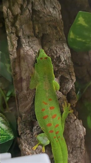 🌿 Heart-Racing Encounter! Is My Giant Day Gecko Behaving Oddly? 😱✨