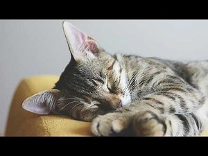Real Cat Purring Sounds | ASMR for Sleep, Study, and Anxiety Relief