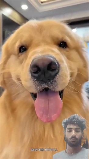 char dog ke bare mein nahin jante Hain #pitbull #facts #dog #trending #pets #viral#kangal #dogfacts