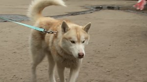 Pets Lost Or Abandoned During The War In Ukraine Find Shelter, New Homes