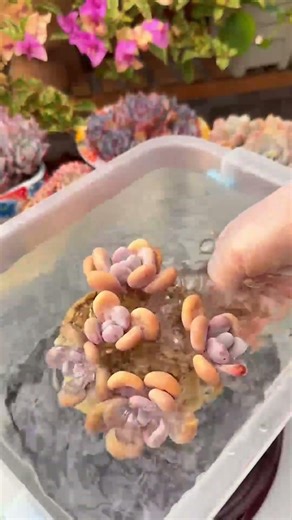 How to Water Succulents: The Ultimate Guide for Beginners