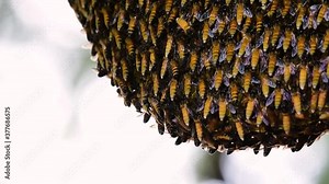 Giant Honey Bees are known to build large colonies of nest with symmetrical pockets made of wax for them to store honey as their food source.