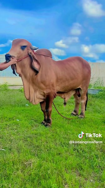 Exploring Life on Konaing Cow Farm in Myanmar