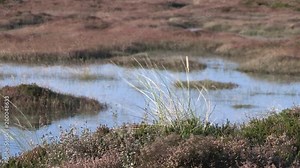 Close up of protected landscape, Sylt, Germany. Naturschutzgebiet auf Sylt, Deutschland.