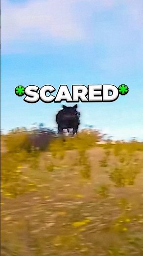 You now can Scare Wolves in Rust 🤣💀 #rust #shorts