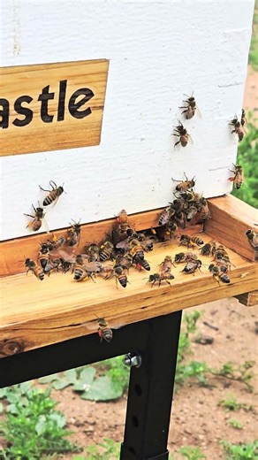 Pollen Collection: The colorful pellets #nature #bee #beekeeping