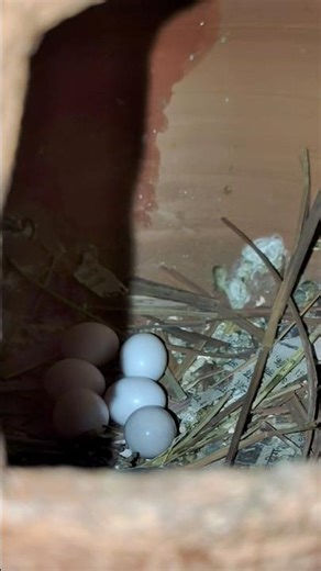 The Wild Science of Java Finch Breeding