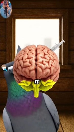 What If Pigeons Had 1,000x GENIUS Memory? 🐦🧠 #Shorts