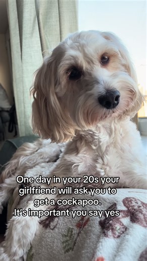 Always say yes to getting a cockapoo #cockapoo #fyp #foryoupage❤️❤️ #cute #dogs
