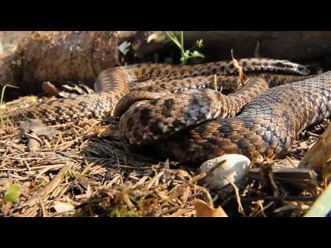 La vita delle vipere - Parco naturale Prealpi Giulie
