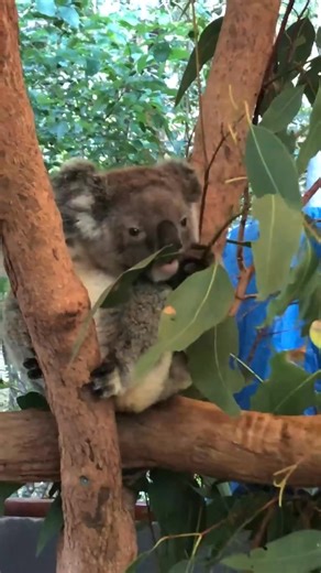 OMG! He is so cute!!! 🐨😍🥰 #KoalaCuteness #KoalaVibes #KoalaLove #KoalaLife #KoalaAdventures #KoalaKraze #SnuggleWithKoalas #KoalaDreams #KoalaCutie #KoalaGoal | Koala The Survivor