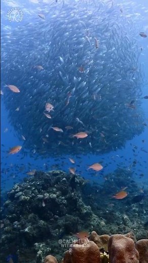 Fish Form Bait Balls to Confuse Predators🌊🐟
