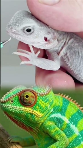Gentle care for a tiny patient — treating an eye infection in a chameleon. 🦎💚 #vetcare