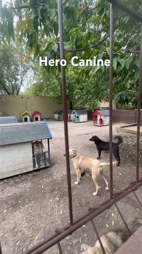 Best Friend Needs Home #canine #hppts:www.paypal.com/us home@jak87499 #dog #rescue