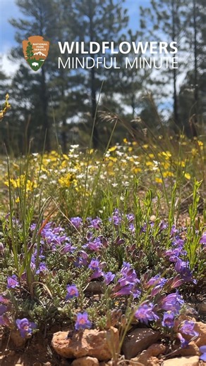 11K views · 177 reactions | Bryce Canyon is rich in orange and pink...