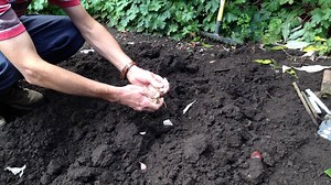 45K views · 174 reactions | Time to Plant Garlic! Why not try a few different varieties this year? Handling and Planting Garlic Cloves... https://www.growveg.com/guides/handling-and-planting-garlic-cloves/ | GrowVeg | Facebook