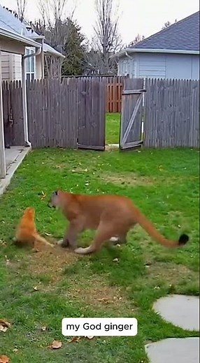 Lion Attacked Cat in Lawn - Caught on Camera! 😱🦁🐱