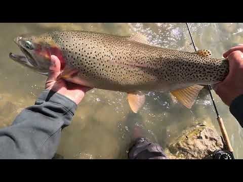 Fly Fishing stillwater for HUGE TROUT