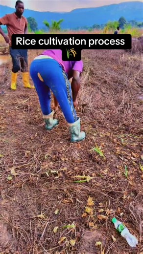 Rice Cultivation Process: Step-by-Step Guide for a Successful Harvest