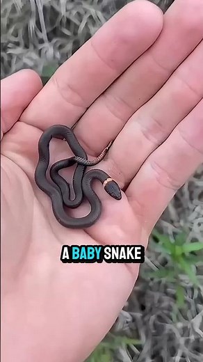 Why a Baby Snake’s Bite Can Be More Dangerous Than an Adult’s