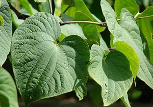 Hawaii Kava: Discover The Traditional Social Beverage With Many Benefits - ALOHA HAWAII