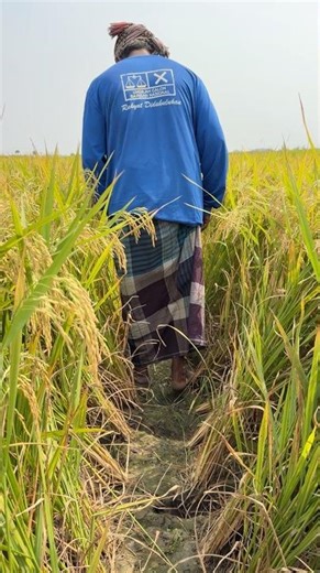 Control rice weevils at no cost. #agriculture #farmers