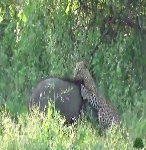 An epic 15-minute battle, Leopard finally killed the Boar. #Animal | Nature Life