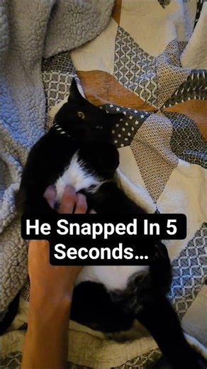 Why Do Cats Bite Their Own Tails?😂