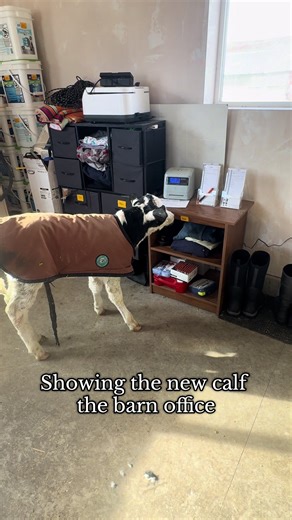 Party in the barn office! B.Y.O.C. (Bring your own calf) #dairy #farm #cow #calf