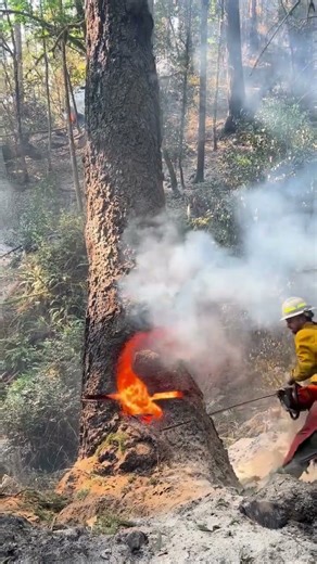 "Magic Saw! ✨" #tree#forest#wood #woodworking #lumberjack #bluecollarlogger #treecutting#shorts