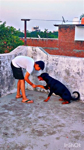 My Rottweiler Daisy Learning Handshake 🐾🤝 | Smart Dog Training 😍#trending #handshake