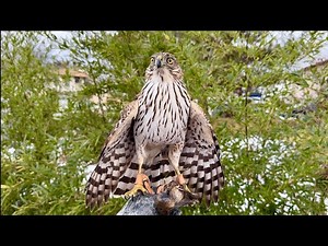 Falconry: How To Pick Your First Bird