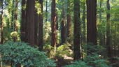 Moving through a lush and beautiful redwood forest.