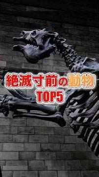 絶滅寸前の動物TOP5#雑学 #動物 #豆知識 #ランキング