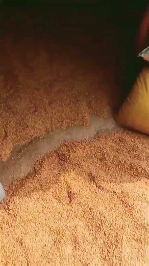 #dhan#ka#chawal#banana#isano#ka