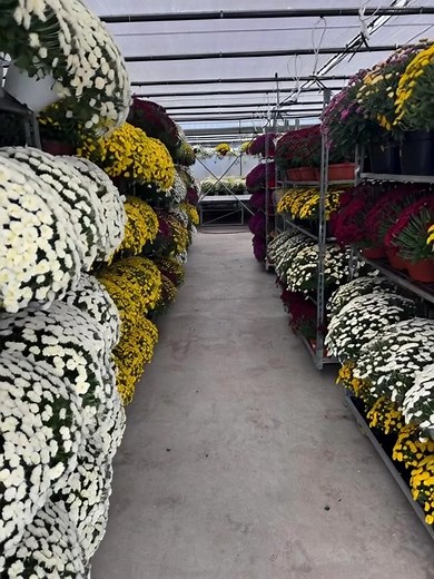 🌼 Cutremur de crizanteme la Serele Florisol‼️ Seismul de culoare și parfum s-a resimțit în toată Baia Sprie – mii de crizanteme și-au deschis petalele pentru a transforma toamna într-un adevărat spectacol floral! 💐 Vino să-ți alegi crizantema preferată și lasă-te cucerit de magia toamnei la Serele Florisol! 𝐋𝐮𝐧𝐢-𝐕𝐢𝐧𝐞𝐫𝐢: 𝟎𝟖:𝟎𝟎 - 𝟏𝟖:𝟑𝟎 𝐒â𝐦𝐛ă𝐭ă: 𝟎𝟖:𝟎𝟎 - 𝟏𝟔:𝟎𝟎 𝐃𝐮𝐦𝐢𝐧𝐢𝐜ă: 𝟖:𝟎𝟎 - 𝟏𝟒:𝟎𝟎 #solmixflor #sereleflorisol #Florisol #happyflora #baiasprie #noutati #c