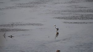 Common Heron, Birds, Stream