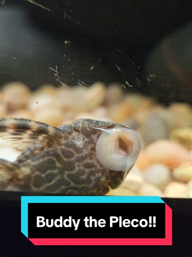 Buddy the ple o is coming out more often!! . . . #aquarium #fishtank #tropicfishkeeping #plecostomus #plecos