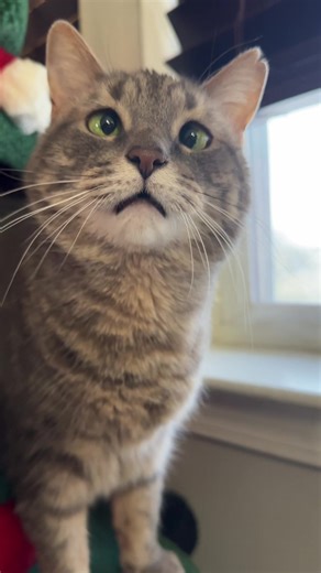 Dizzy squeaks I listen #fyp #foryou #cat #cats #catsoftiktok | cat
