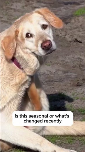 My dog won't stop scratching?