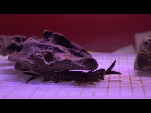 Synodontis Petricola (Catfish) Breeding Cycle