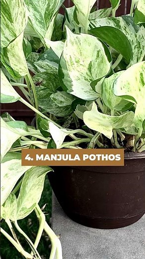 Variegated Versions of Most Popular Houseplants #houseplants #indoorplants #indoor