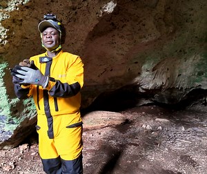 539K views · 1.1K reactions | Snacks in the break room?! 驪 Egyptian fruit bat  MGambaRios | Bat Conservation International | Facebook