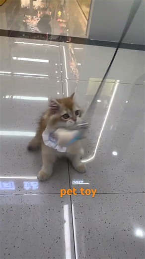 pet toy #cat